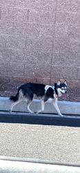 Reunited Female Dog last seen Centennial hosp area, Las Vegas, NV 89149