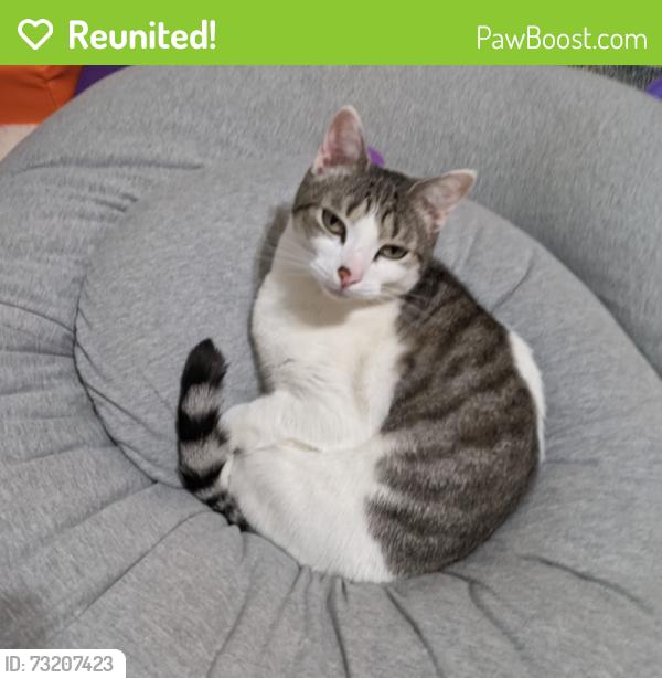 Reunited Male Cat last seen E Glendale road and elm avenue, Webster Groves, MO 63119
