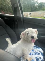 Lost Male Dog last seen Frost street, Greenville SC, Greenville, SC 29609