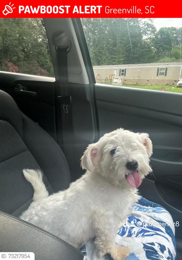 Lost Male Dog last seen Frost street, Greenville SC, Greenville, SC 29609