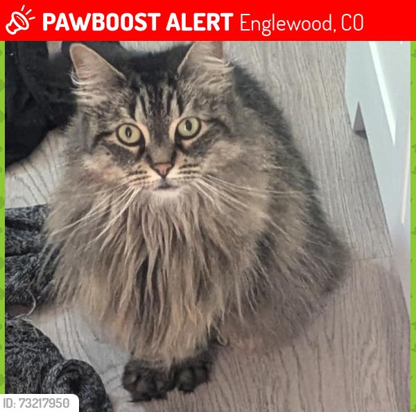Lost Female Cat last seen Cherokee and Radcliff, Englewood, CO 80110