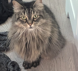 Lost Female Cat last seen Cherokee and Radcliff, Englewood, CO 80110
