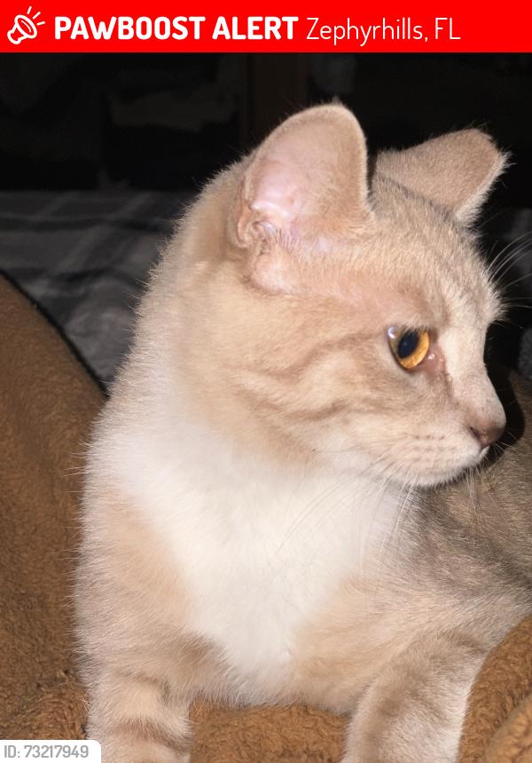Lost Male Cat last seen 20th and 23rd, Zephyrhills, FL 33540
