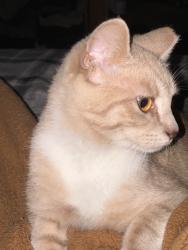 Lost Male Cat last seen 20th and 23rd, Zephyrhills, FL 33540