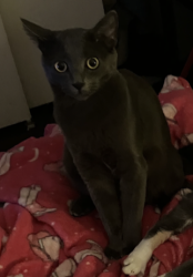 Reunited Male Cat last seen DownTown Upland, Upland, CA 91786