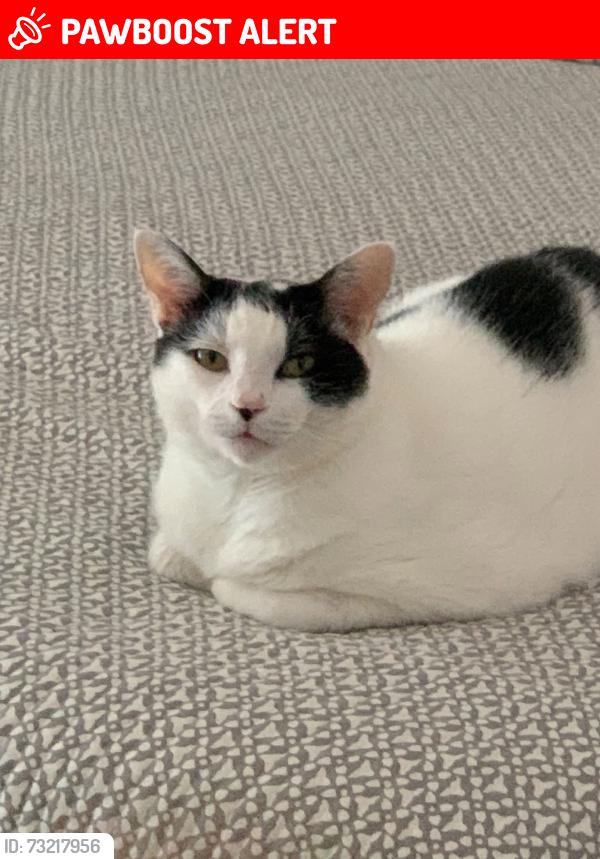 Lost Male Cat last seen 3rd & 4th Avenue South., Lake Worth Beach, FL 33460