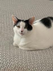 Lost Male Cat last seen 3rd & 4th Avenue South., Lake Worth Beach, FL 33460