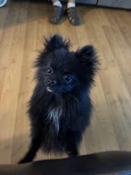 Lost Male Dog last seen Brighton road, Brighton, CO 80601