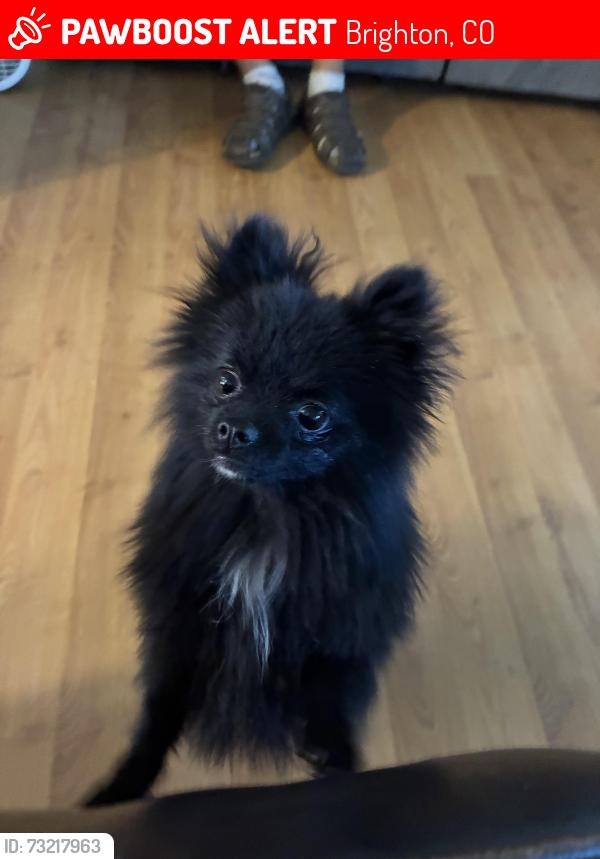 Lost Male Dog last seen Brighton road, Brighton, CO 80601