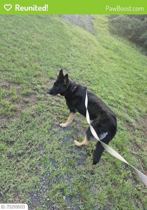 Reunited Female Dog last seen Checkers grill and gas station, Madison, NC 27025