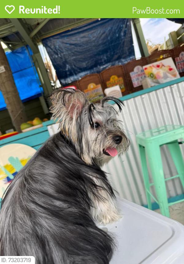 Reunited Female Dog last seen Near Polk st, Hollywood, FL 33020