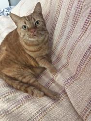 Lost Female Bird last seen Binghampton Lane, Raleigh, Raleigh, NC 27604