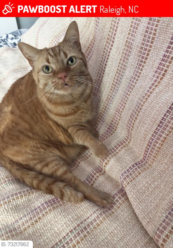 Lost Female Bird last seen Binghampton Lane, Raleigh, Raleigh, NC 27604