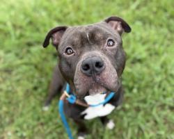 Shelter Stray Male Dog last seen CHARLOTTE, 8315 Byrum Dr, Charlotte, NC 28217, USA