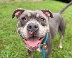 Shelter Stray Female Dog last seen CHARLOTTE, 8315 Byrum Dr, Charlotte, NC 28217, USA