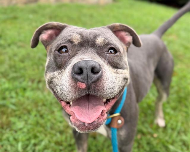 Shelter Stray Female Dog last seen CHARLOTTE, 8315 Byrum Dr, Charlotte, NC 28217, USA