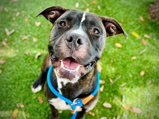 Shelter Stray Male Dog last seen , 2769 Conroy Rd, Orlando, FL 32839, USA