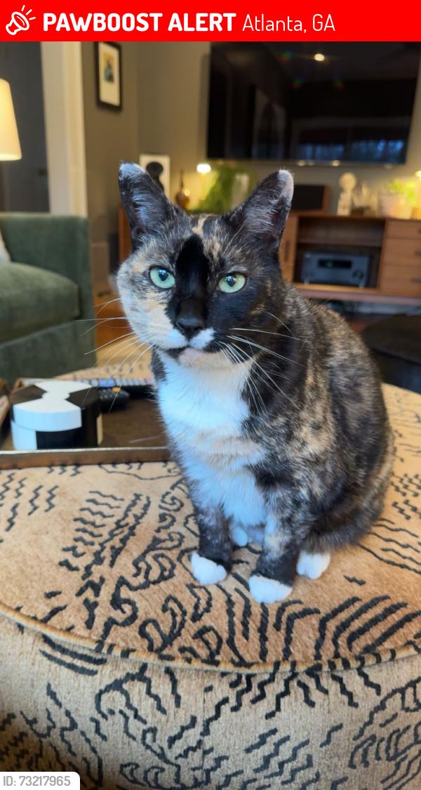 Lost Female Cat last seen Los Angeles Ave, Kentucky Ave, Stillwood Ave, Atlanta, GA 30306