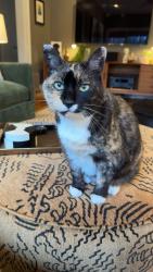 Lost Female Cat last seen Los Angeles Ave, Kentucky Ave, Stillwood Ave, Atlanta, GA 30306