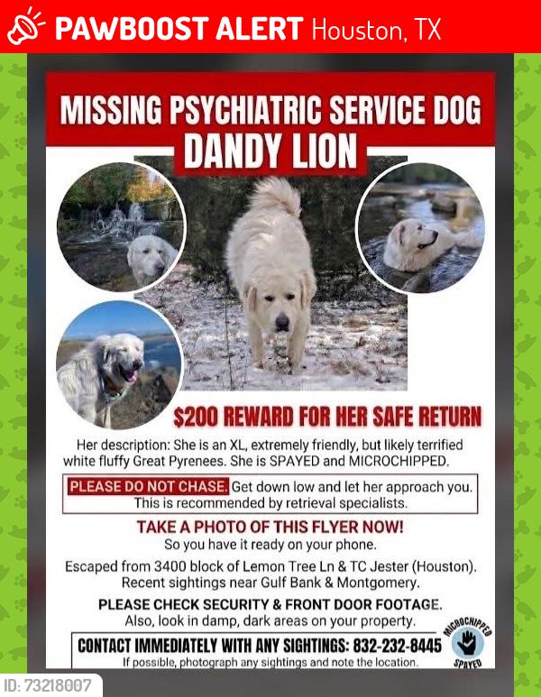 Lost Female Dog last seen Tc jester, Houston, TX 77088