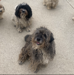 Lost Female Dog last seen Rio Vista, TX, USA, Rio Vista, TX 76093