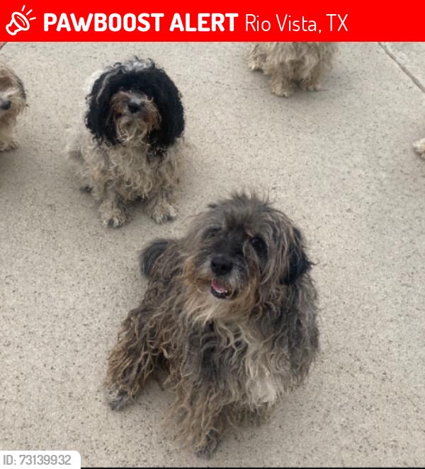 Lost Female Dog last seen Rio Vista, TX, USA, Rio Vista, TX 76093