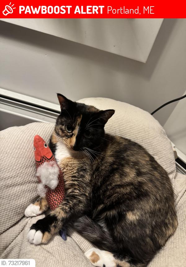 Lost Female Cat last seen York Street and High Street / York St and Park Street, Portland, ME 04101