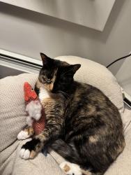Lost Female Cat last seen York Street and High Street / York St and Park Street, Portland, ME 04101