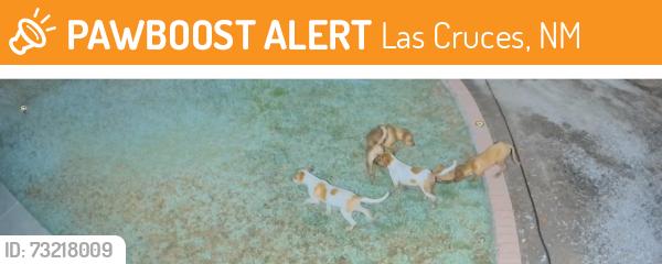 Found/Stray Unknown Dog last seen Dona Ana and Pedro Madrid, Las Cruces, NM 88007