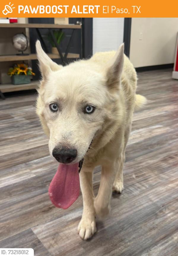 Found/Stray Male Dog last seen Gateway blvd, El Paso, TX 79935