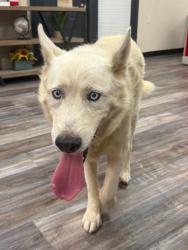 Found/Stray Male Dog last seen Gateway blvd, El Paso, TX 79935