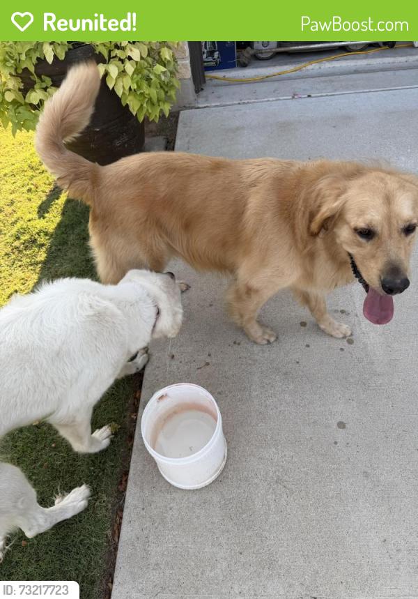 Reunited Female Dog last seen Quarry ln and stonewall pkwy, Liberty Hill, TX 78642