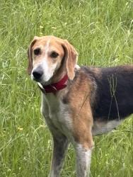 Reunited Unknown Dog last seen Old Fairground/ Bailey’s Crossroads, Benson, NC 27504