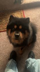 Reunited Male Dog last seen Near Jennings Dr, The Colony, TX 75056, USA, The Colony, TX 75056