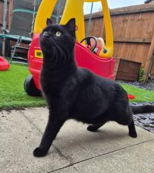 Reunited Male Cat last seen Sarn, Bridgend County Borough, Wales CF32 9GG