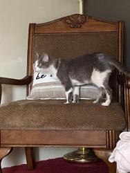 Found/Stray Unknown Cat last seen Hanna St, New Castle, PA 16105