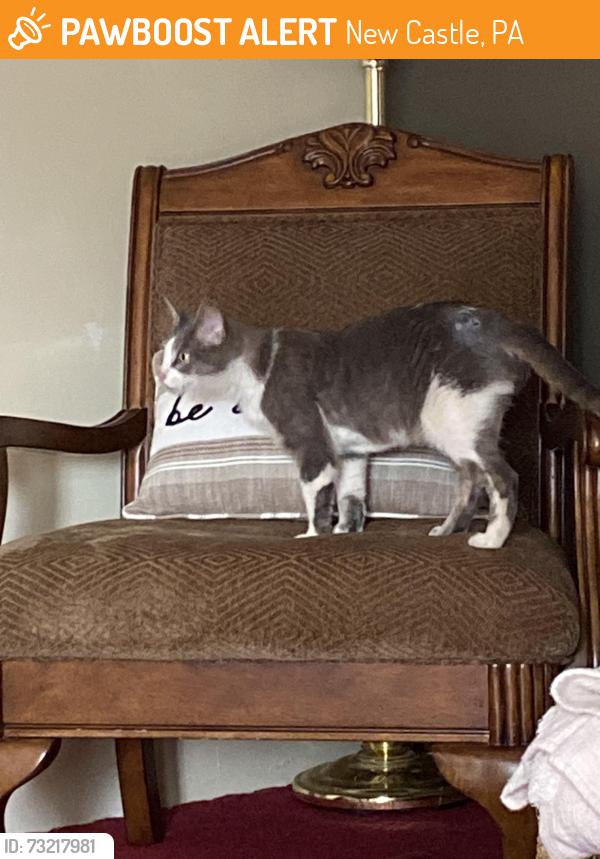 Found/Stray Unknown Cat last seen Hanna St, New Castle, PA 16105