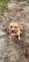 Found/Stray Male Dog last seen Argon ave and spinel dr, Fayetteville, NC 28311