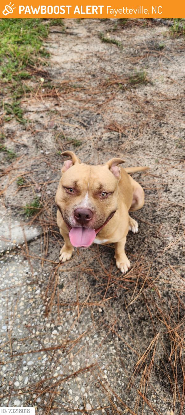 Found/Stray Male Dog last seen Argon ave and spinel dr, Fayetteville, NC 28311