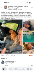 Lost Male Dog last seen Franklin mountain, Franklin, NC 28734