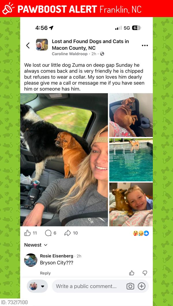 Lost Male Dog last seen Franklin mountain, Franklin, NC 28734