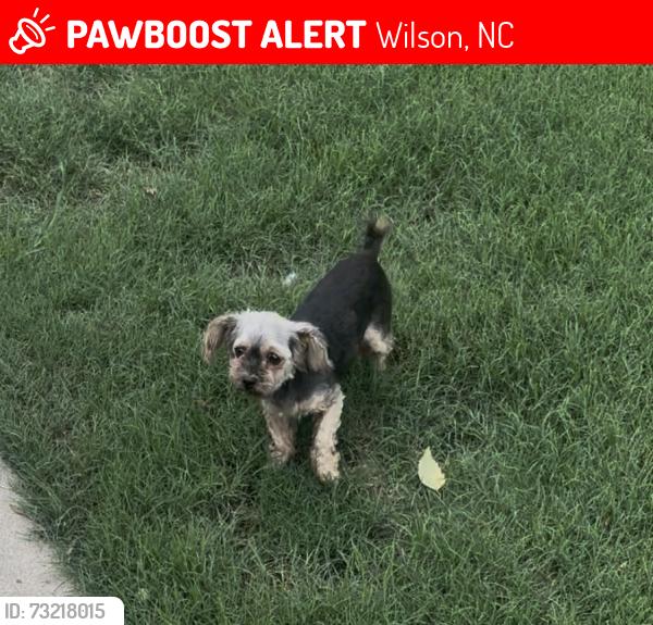 Lost Female Dog last seen Brickstone Ct, Hwy 58, Nash St, Lake Wilson Rd, Wilson, NC 27896