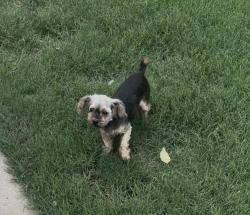 Lost Female Dog last seen Brickstone Ct, Hwy 58, Nash St, Lake Wilson Rd, Wilson, NC 27896