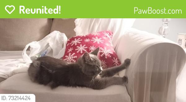 Reunited Male Cat last seen taylor street, Bristol, TN 37620
