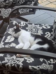 Found/Stray Unknown Cat last seen Near ridge road Highland mills ny, Woodbury, NY 10930