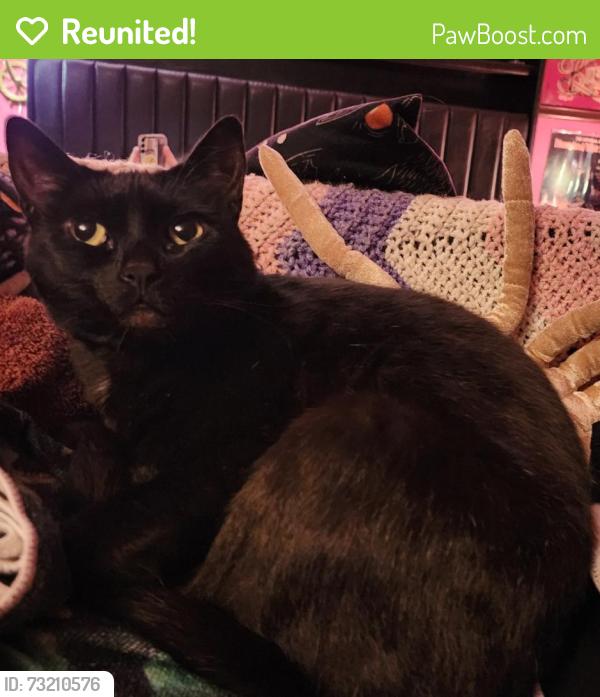 Reunited Female Cat last seen Capital blvd, Olympia, WA 98501