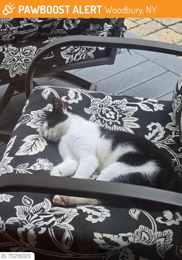 Found/Stray Unknown Cat last seen Near ridge road Highland mills ny, Woodbury, NY 10930