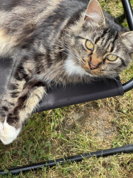 Lost Male Cat last seen Silverdale est , Wilford ,Nottingham, Nottingham, England NG1 6JB