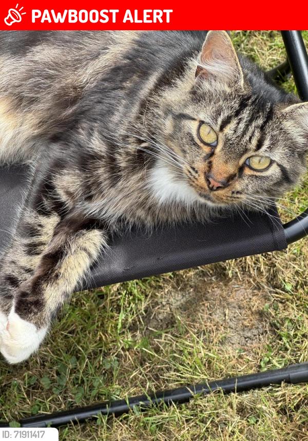 Lost Male Cat last seen Silverdale est , Wilford ,Nottingham, Nottingham, England NG1 6JB