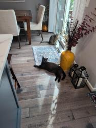 Reunited Male Cat last seen Sour Cherry Way, North Patomac, MD, North Potomac, MD 20878